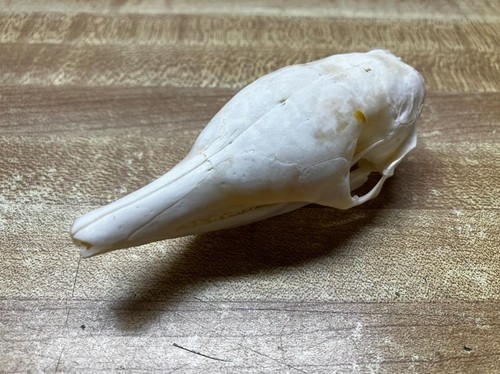 Armadillo skull real - armadillo, bone